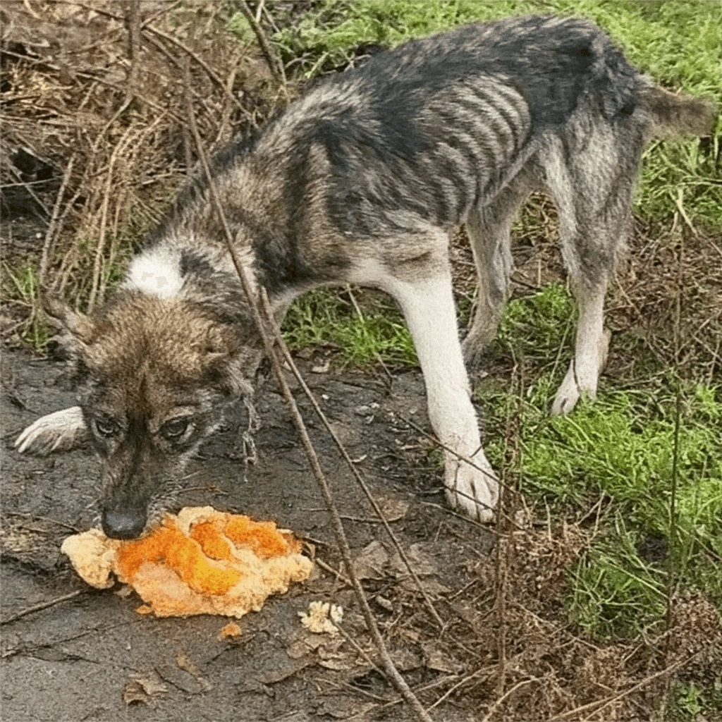 Rico critical dog rescue story