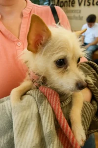 rescued dog healing in foster home