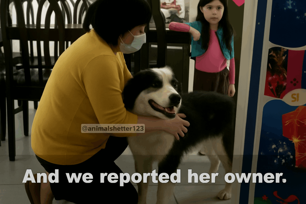 dog transformation before and after