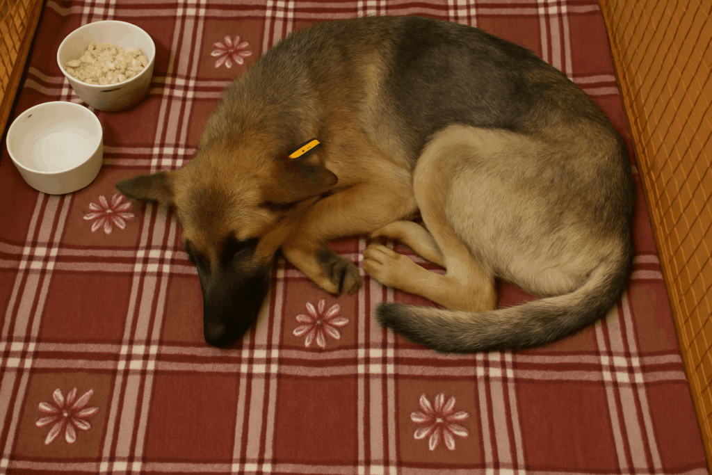 rescued dog before after transformation