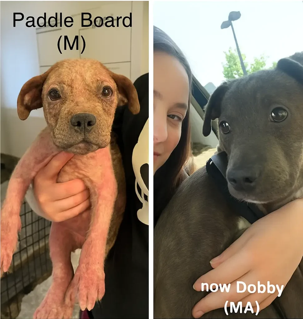 Discovers 4 Odd Mud Balls 2