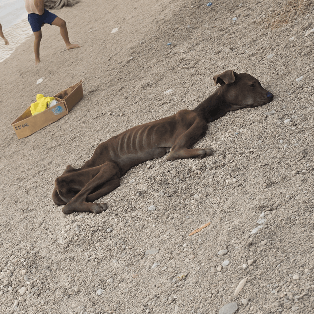 dog rescue story Chocolate beach starving