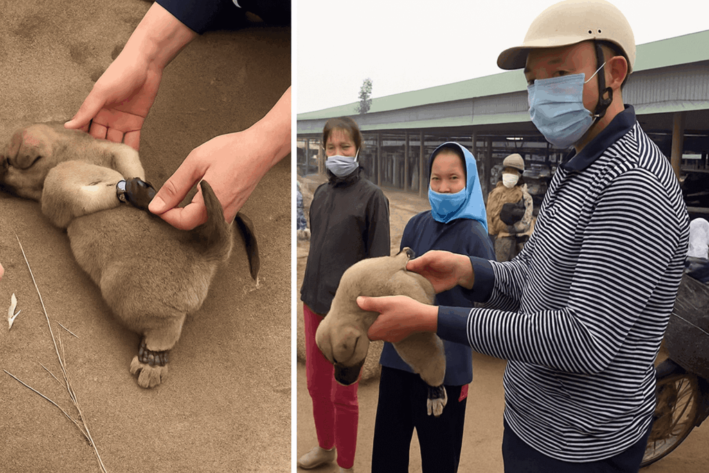 man saving puppy from marketplace abuse