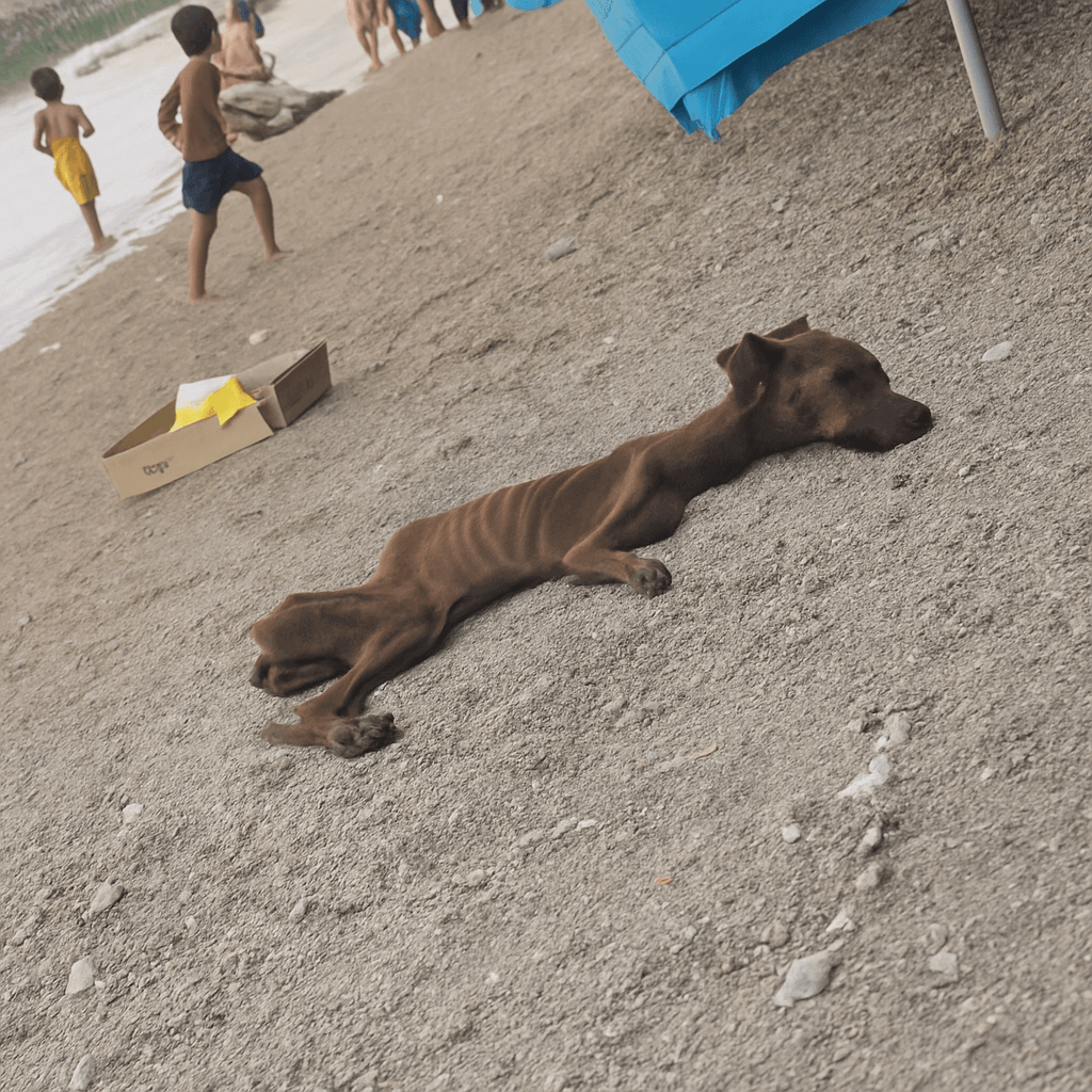 dog rescue story Chocolate beach starving