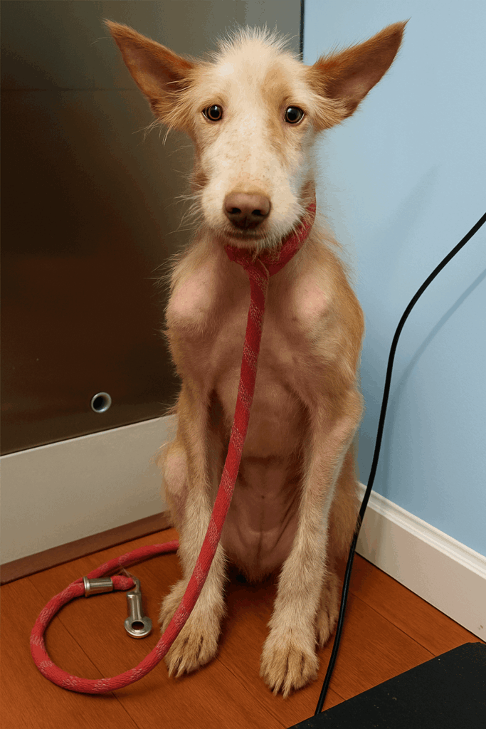 severely malnourished dogs at animal protection center