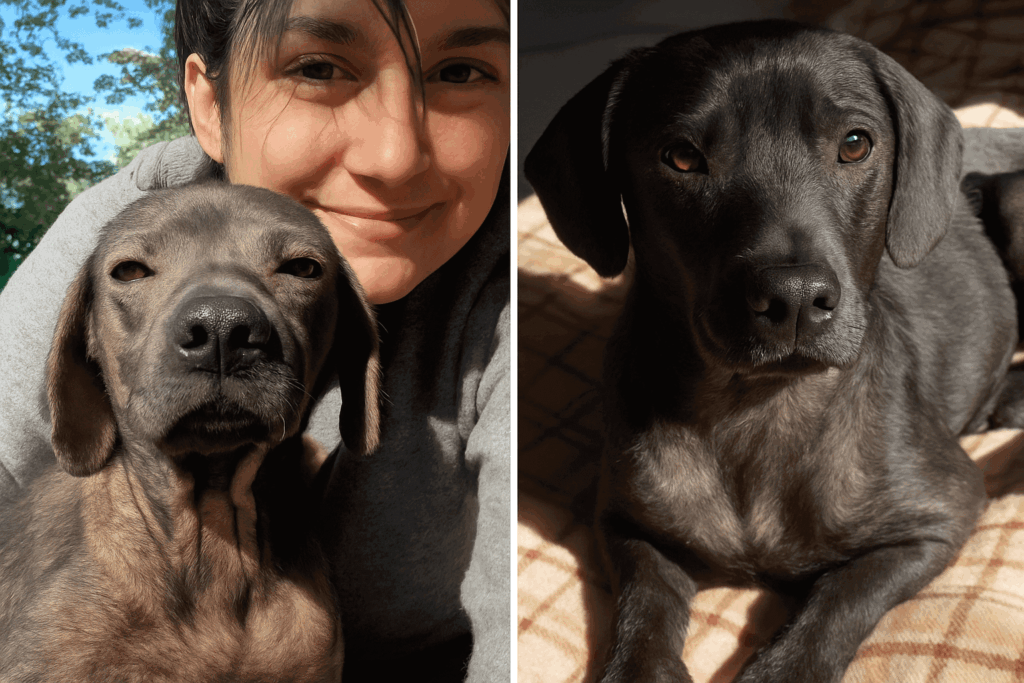 abandoned dog Luna finds forever family