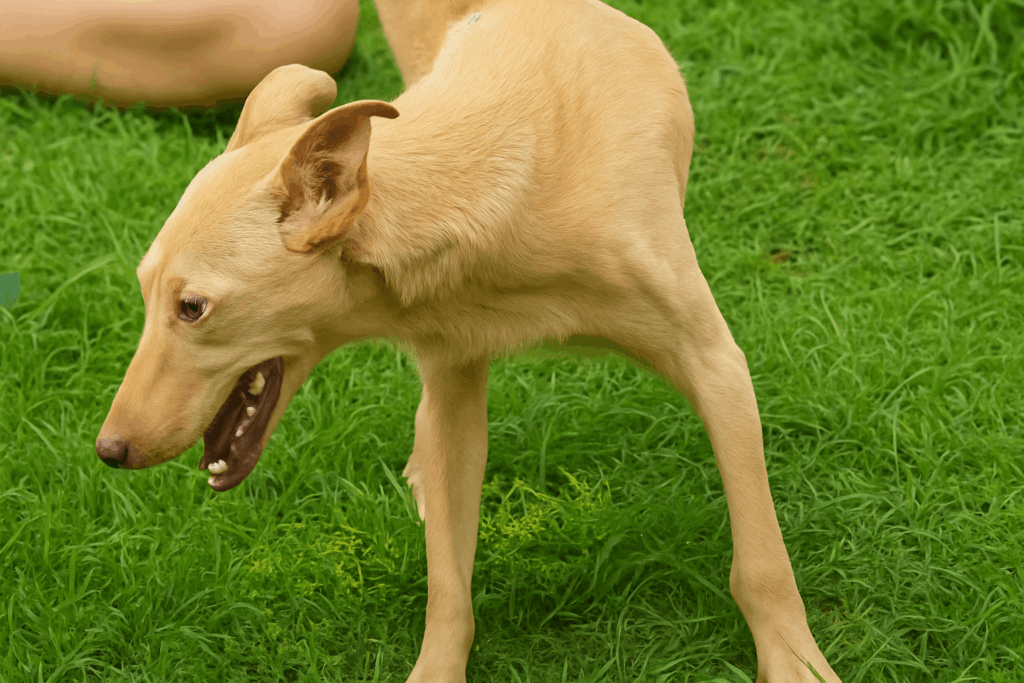 Majò gaining weight and fur during recovery