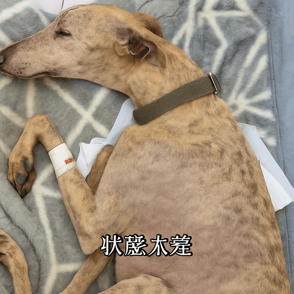 rescued dog learning to trust humans again