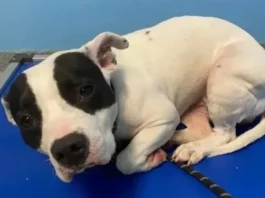 scared shelter dog