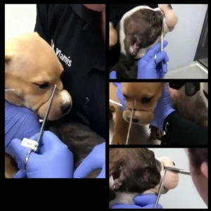 Rescuers-Save-Abandoned-Puppies-Found-With-Rubber-Bands-Tied-Around-Their-Snouts