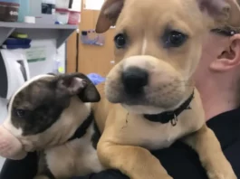 Rescuers Save Abandoned Puppies Found With Rubber Bands