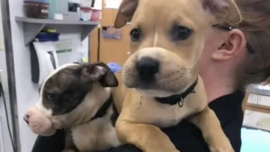Rescuers Save Abandoned Puppies Found With Rubber Bands
