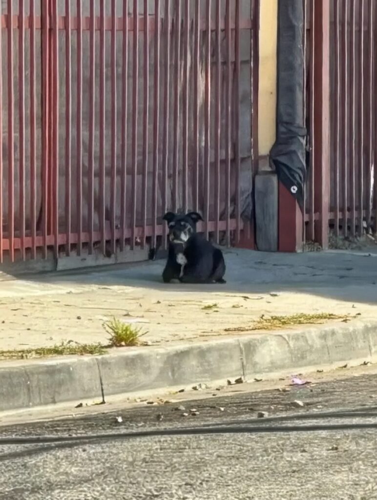 lost dog reunion story Marley before rescue