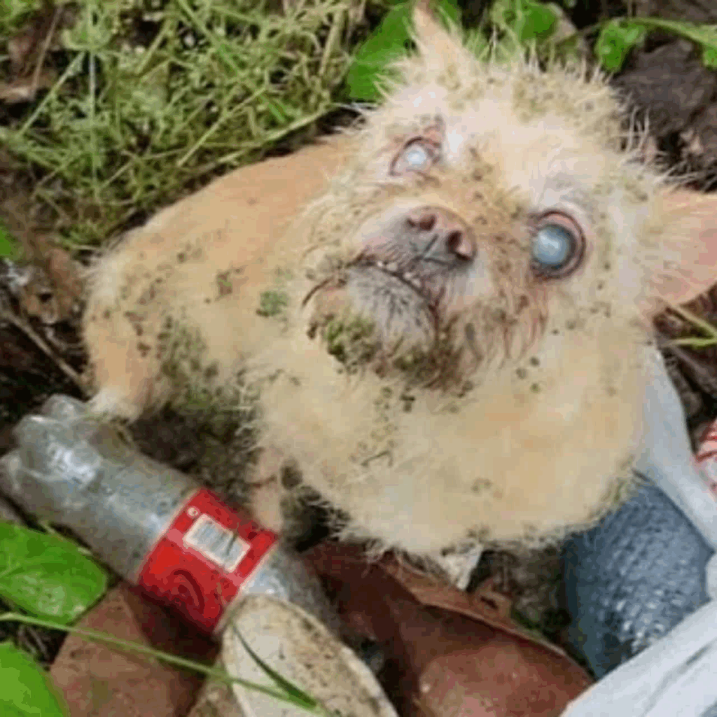 blind dog Agnes found in ditch rescue scene