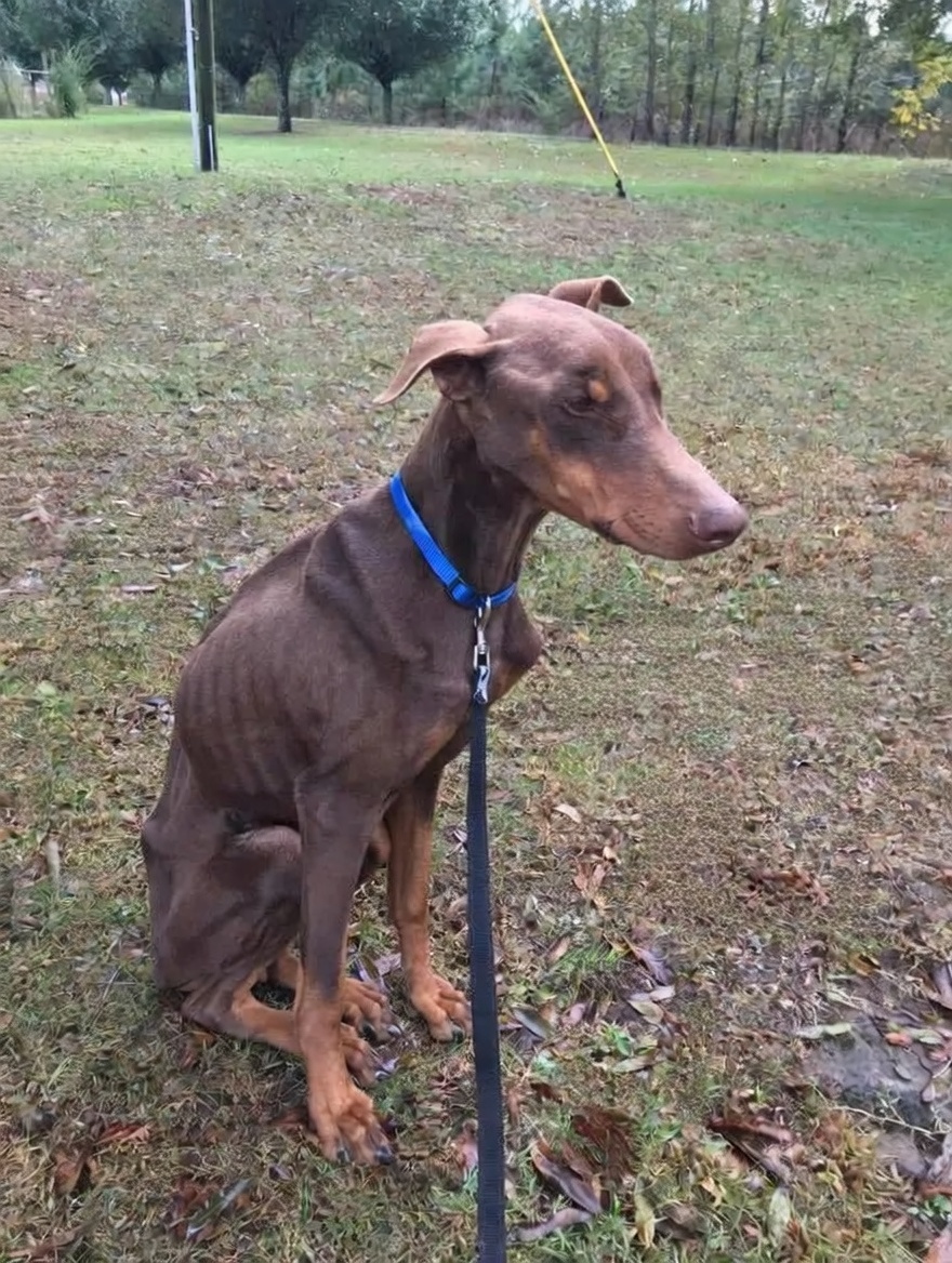 severely emaciated Doberman at rescue intake