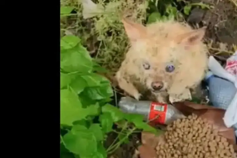 stray dog rescue friendship Nellie leading rescuers