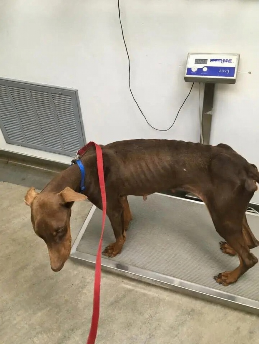 Doberman gaining weight during rehabilitation