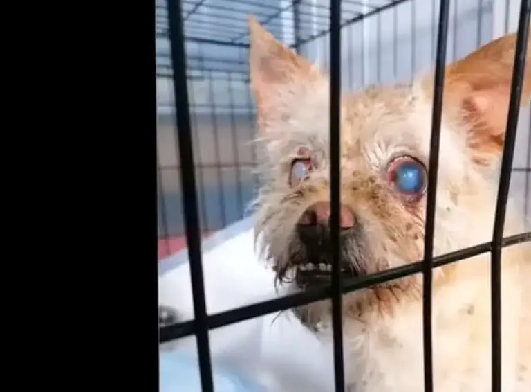 rescued blind dog receiving medical care