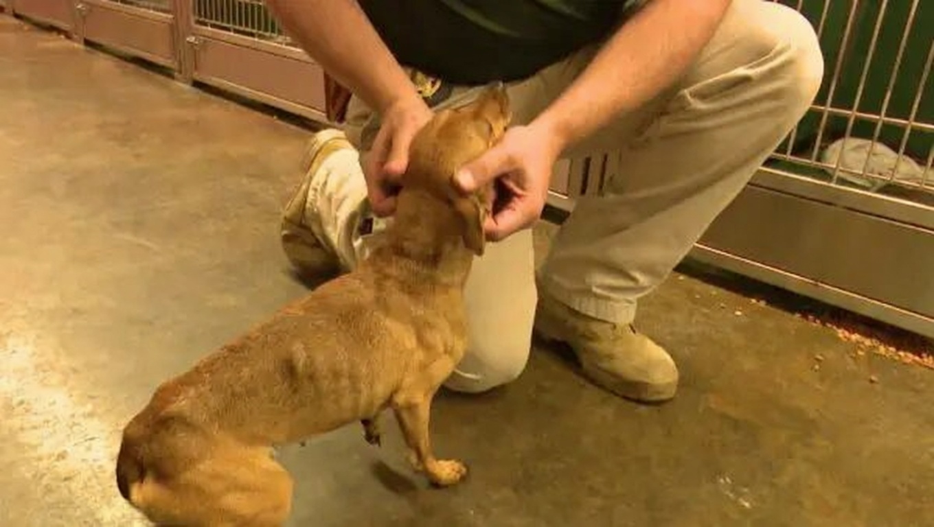 Phoenix in foster home after rescue