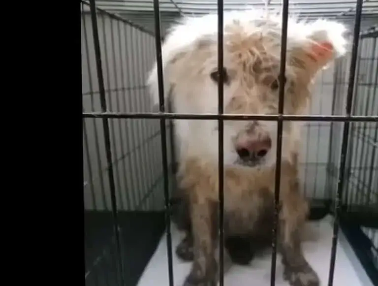 Nellie and Agnes reunion at shelter