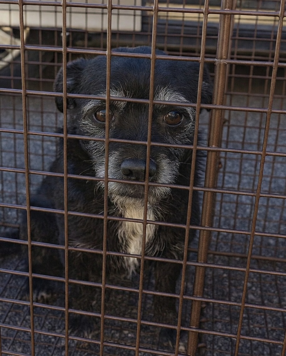 happy rescued dog back home with loving family