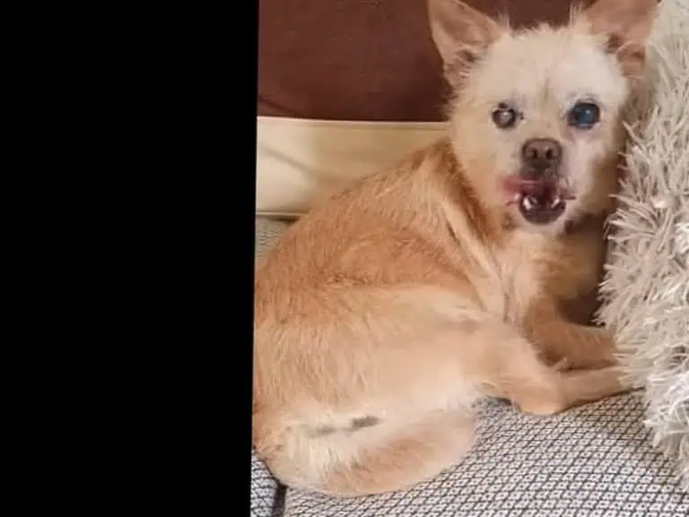 Nellie and Agnes reunion at shelter