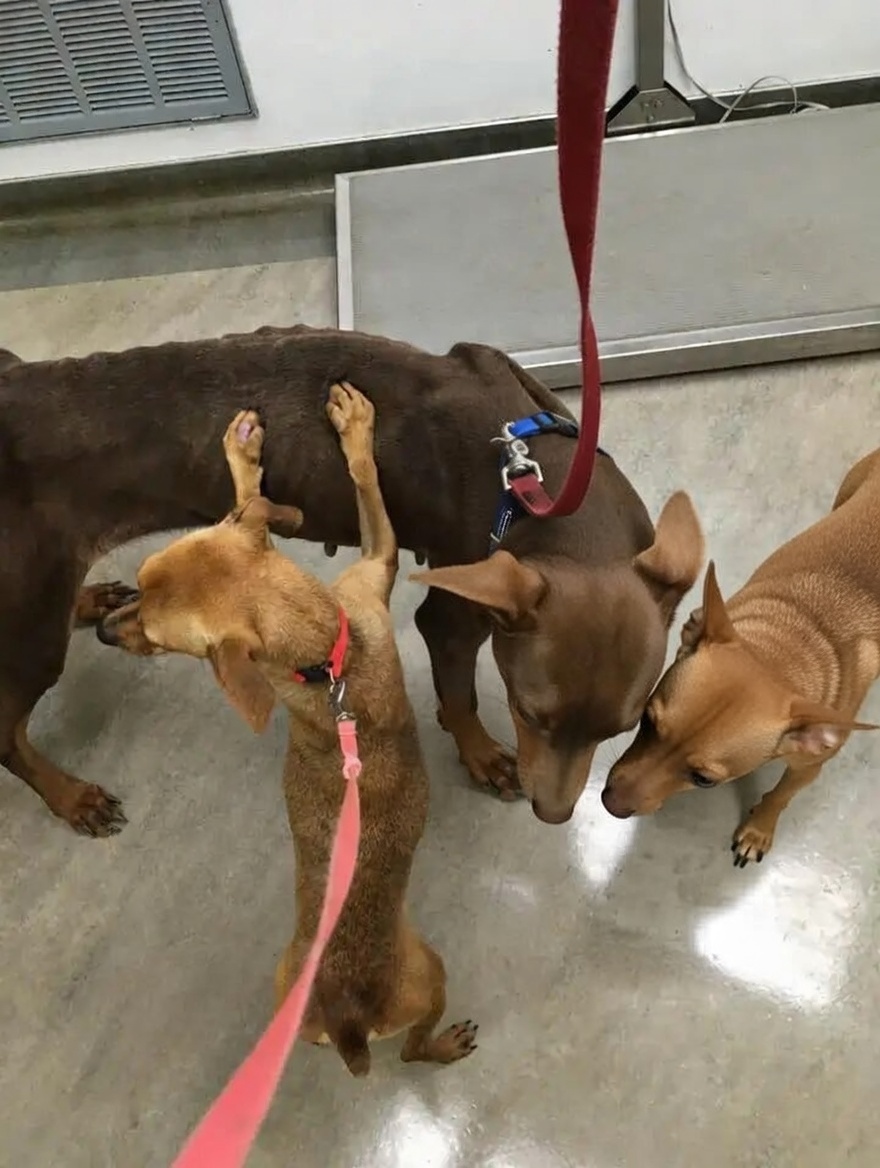 healthy Doberman adopted after neglect case