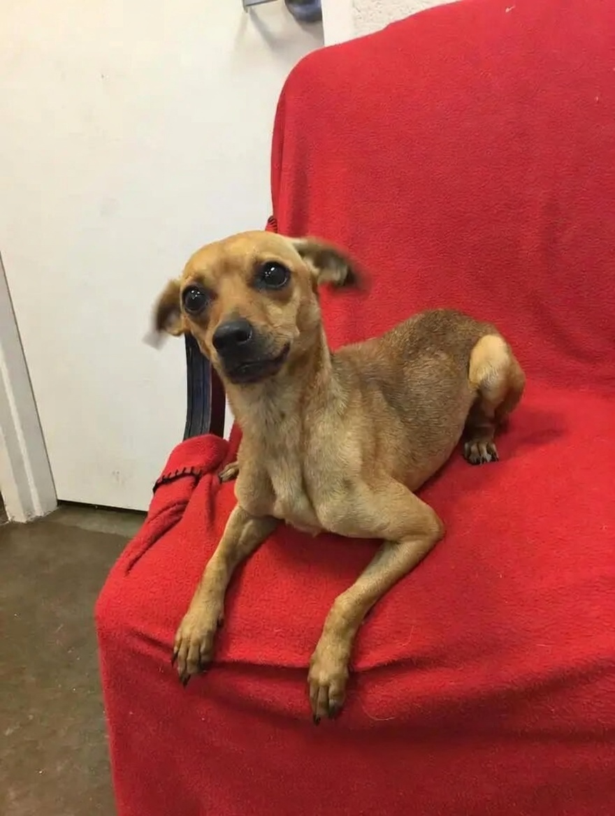 rescued dog celebrating birthday in forever home