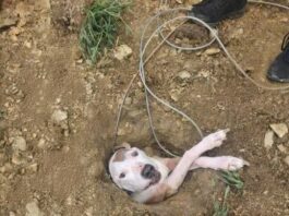 backyard dog rescue story Max unconscious in yard