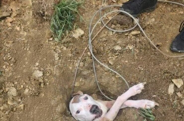 backyard dog rescue story Max unconscious in yard