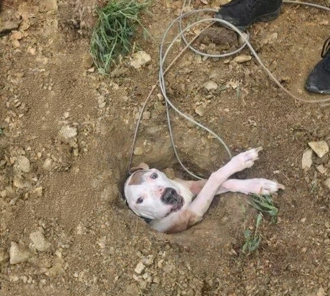 backyard dog rescue story Max unconscious in yard