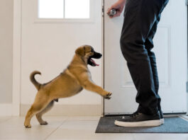 How to train a puppy to stop jumping on guests problem example