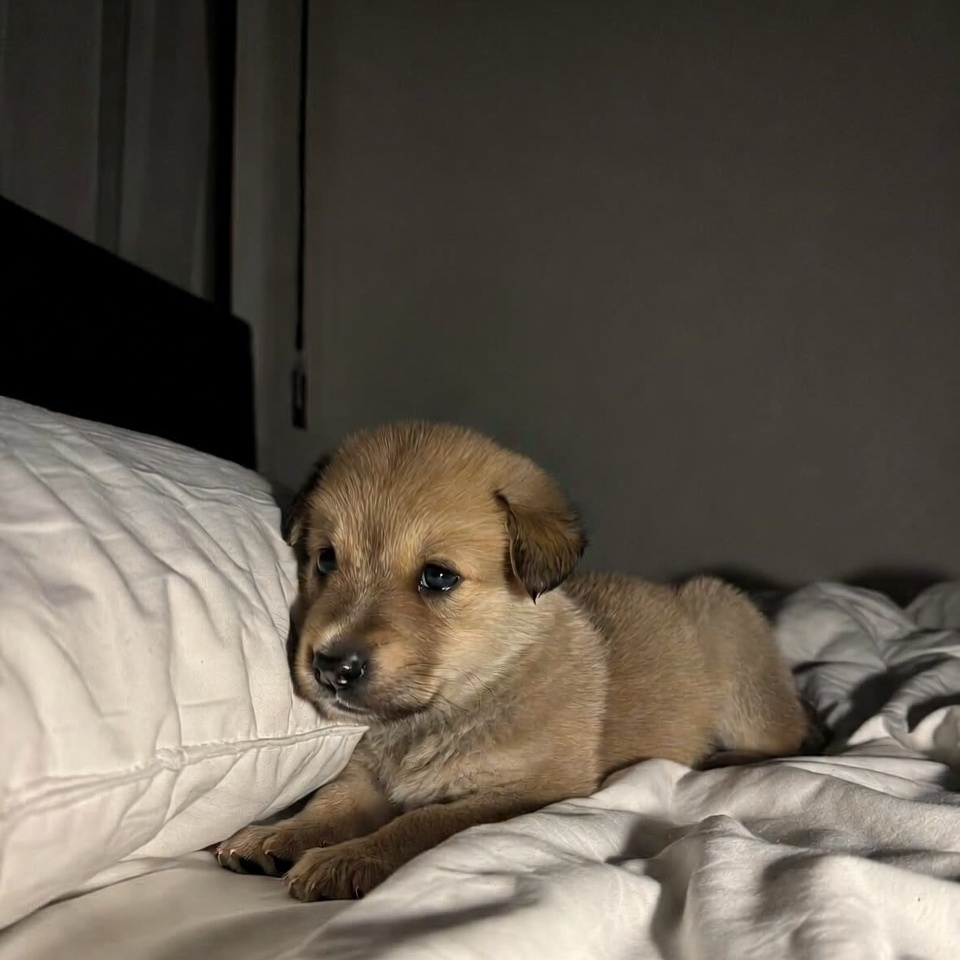 How to train a puppy to sleep through the night early stage