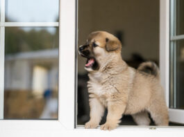 How to train a puppy not to bark excessively example situation