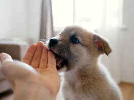 How to train a puppy to stop biting hands during play