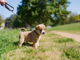 Designated potty area for how to potty train a puppy fast