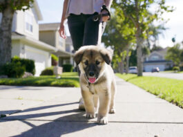 Outdoor exposure in how to socialize a puppy properly