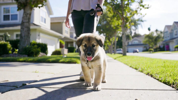 2 Outdoor exposure in how to socialize a puppy properly