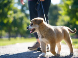 Successful loose leash walking during how to train a puppy to walk beside you