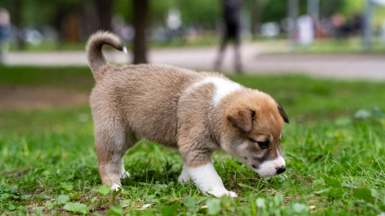 Surface exposure in how to socialize a puppy properly
