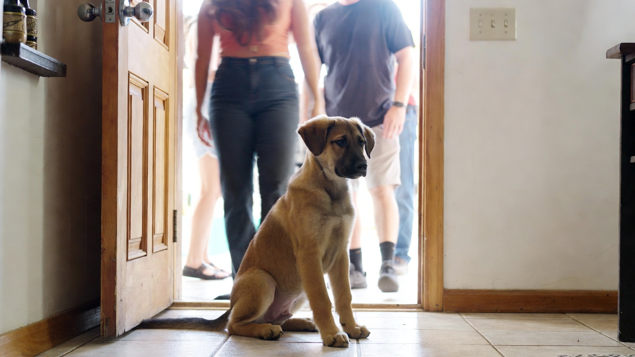 Successful result after learning how to train a puppy to stop jumping on guests