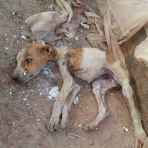Abandoned puppy Lucky
