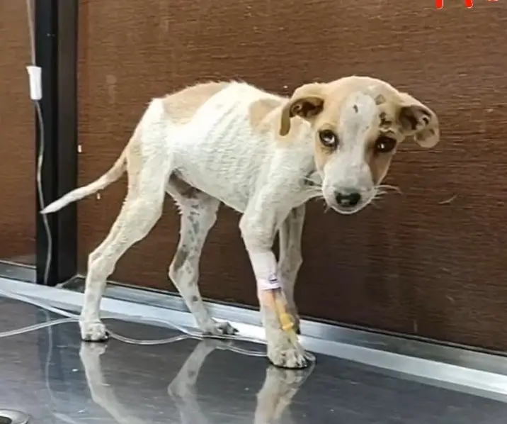 Heartwarming abandoned puppy rescue story with happy ending