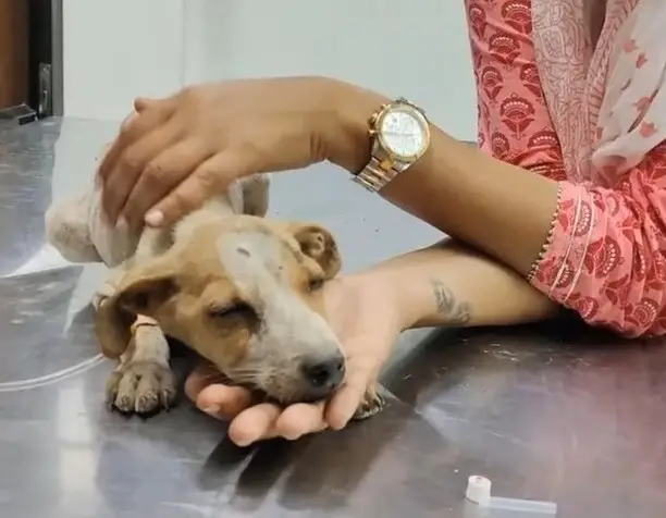 Heartwarming abandoned puppy rescue