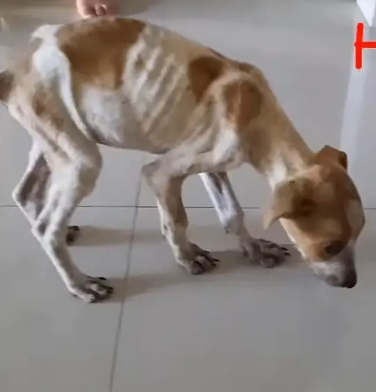 Golden stray puppy receiving love after animal rescue