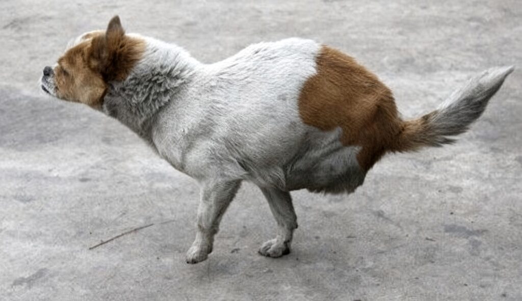 injured mother dog