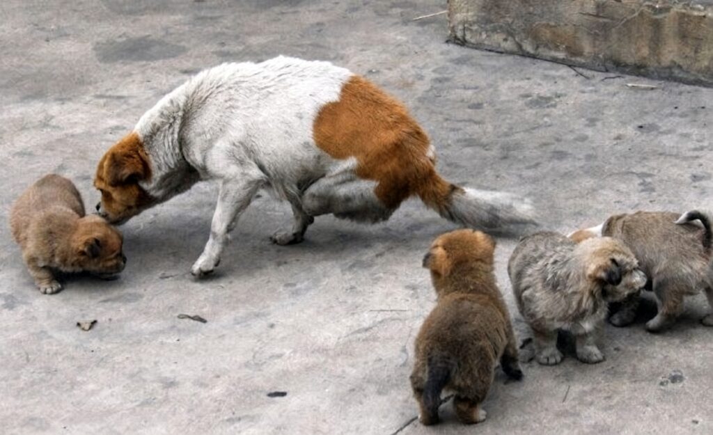 mother dog protecting puppies