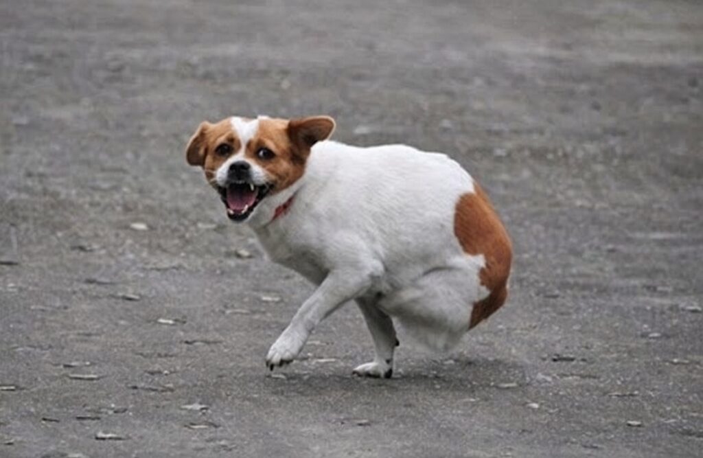 stray dog survival story