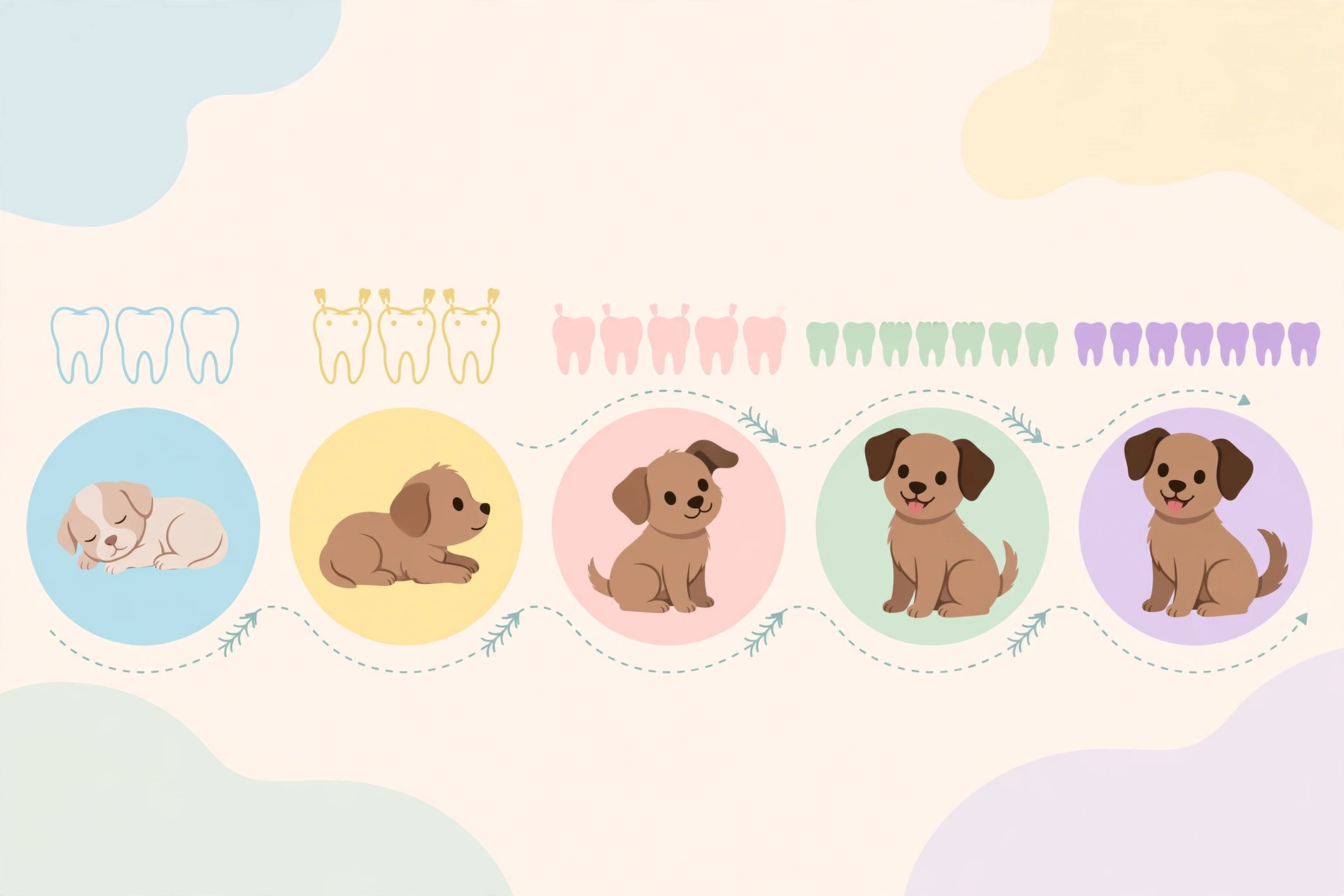 Illustration showing puppy teething stages from birth to six months